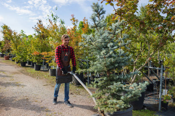 Palm Tree Trimming in Chanhassen, MN